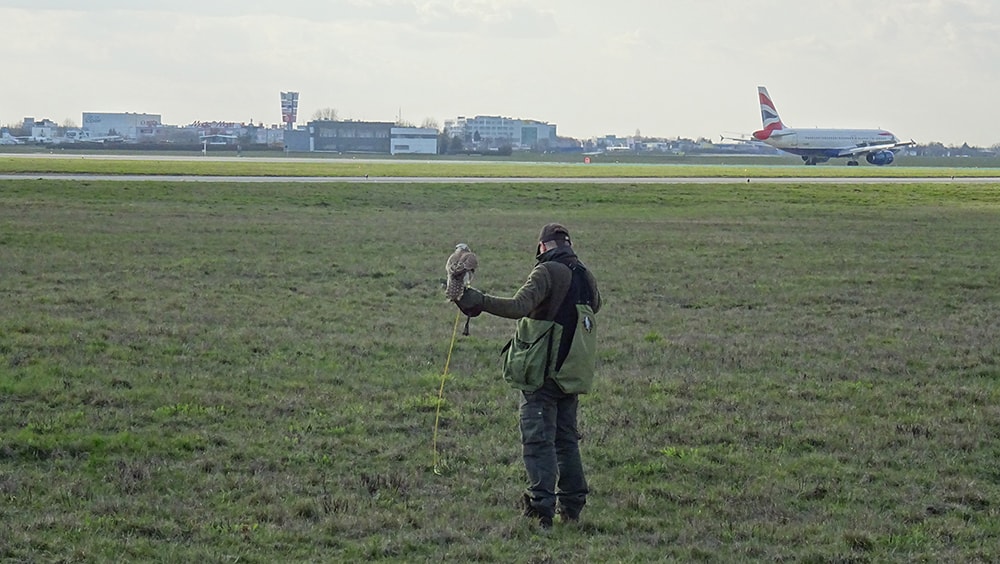 Odstraszanie ptaków w okolicach pasa startowego w Warszawie